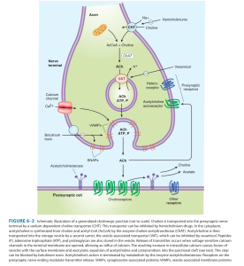  Adrenergic Transmission