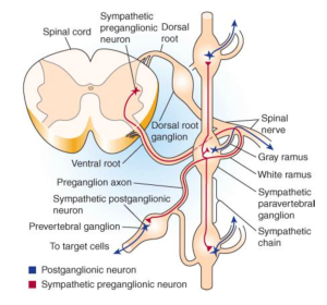 Ganong's Review of Medical Physiology, 24th Edition