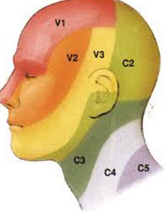 dermatomes-of-the-neck