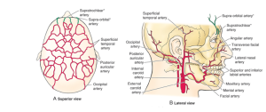 face-vasculature