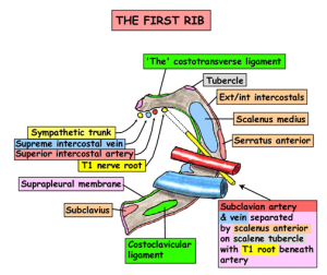 www.instantanatomy.net