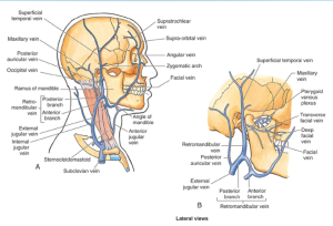 vains-of-face