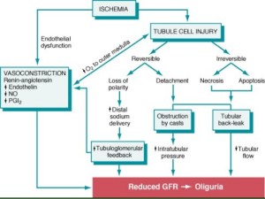 From the presentation by Prof Nabil Tadros Mikhail.