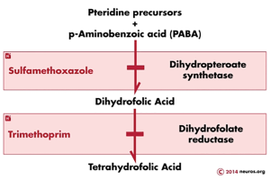 pharmacodynamics