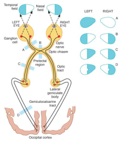 Ganong's Review of Medical Physiology, 24th Edition