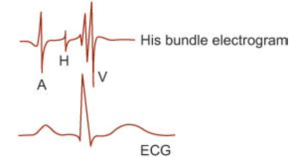 Ganong's Review of Medical Physiology, 24th Edition