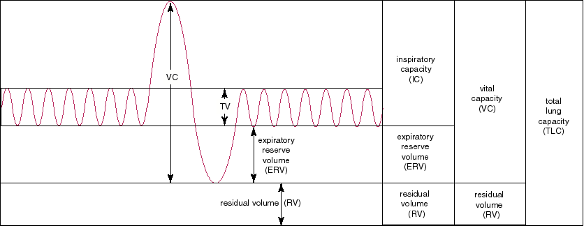 Lung volume