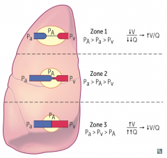 Regional differences in ventilation and blood flow.