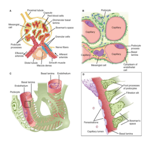 Ganong's Review of Medical Physiology, 24th Edition