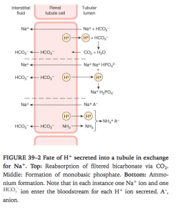 Ganong's Review of Medical Physiology, 24th Edition