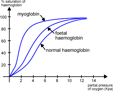 fetalhb_myoglobin_hemoglobin disociation